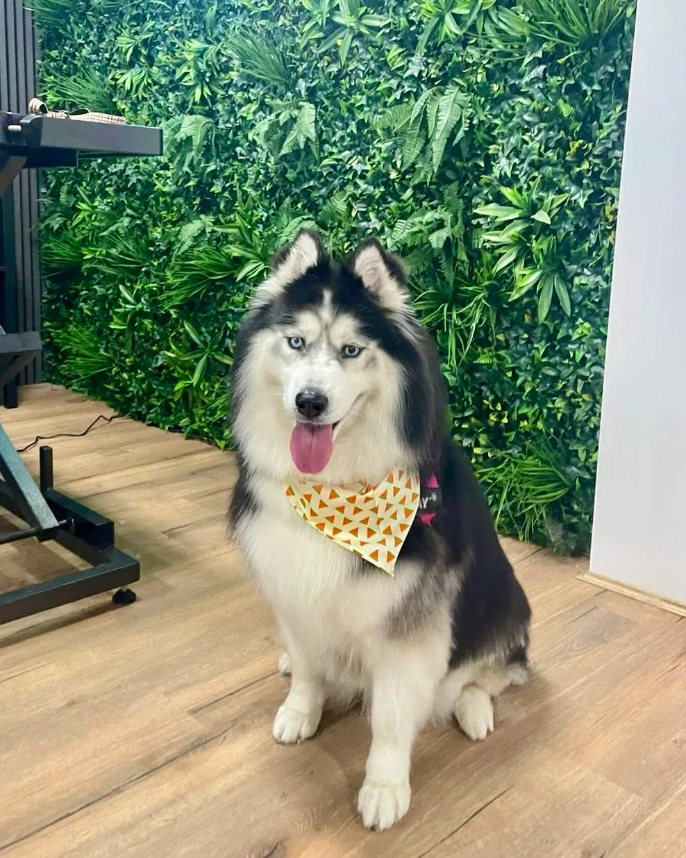 A husky in a bandana after a de-shed