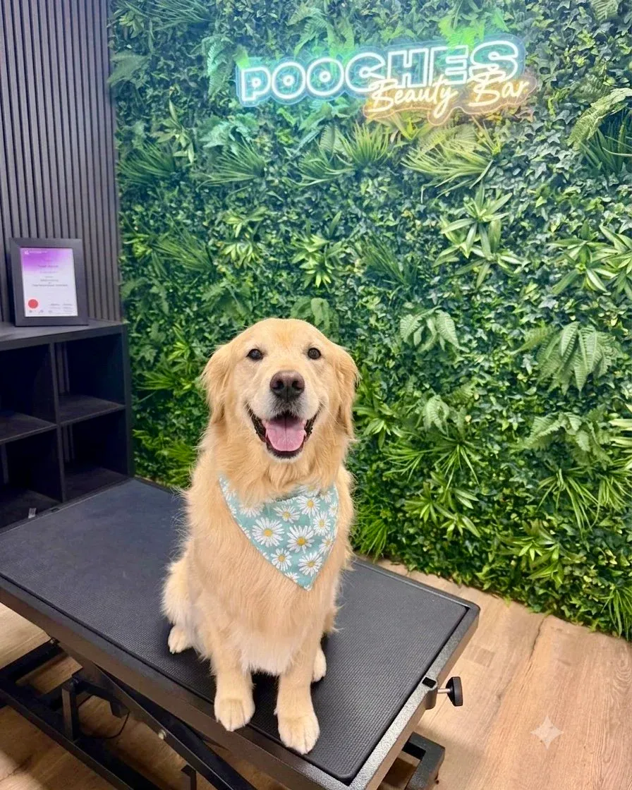 A golden retriever in a floral bandana on the grooming table