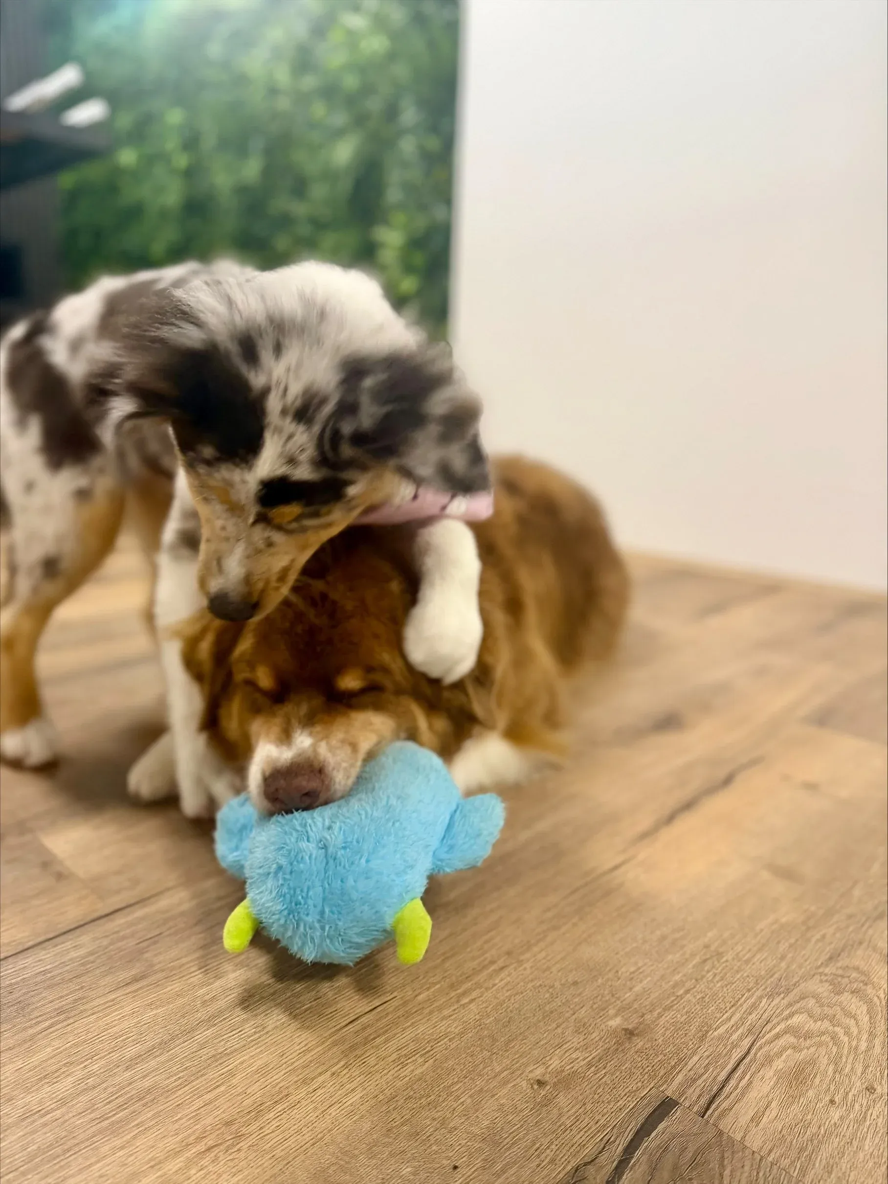 A puppy chewing a blue toy after its groom