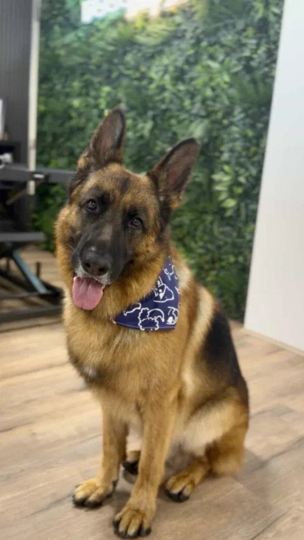 A german shepherd in a blue bandana