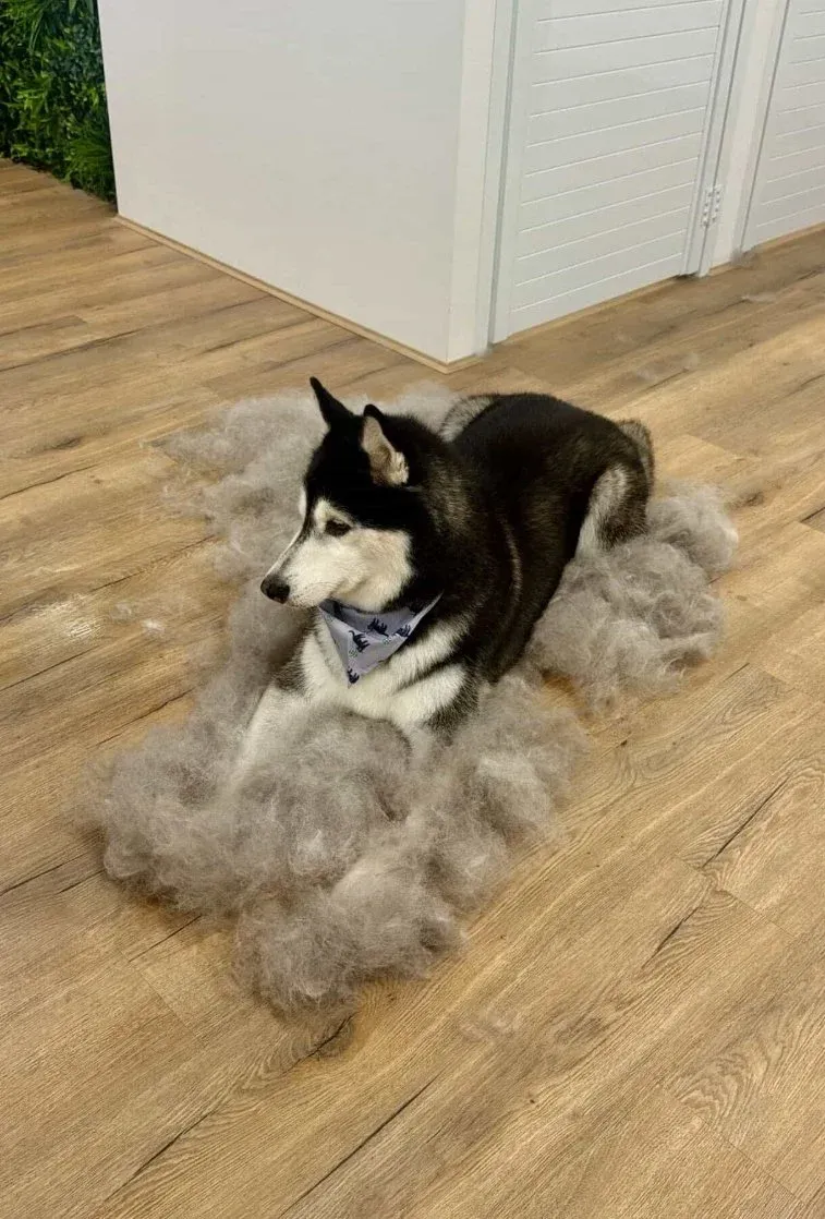 A husky lying beside the coat brushed out in its de-shed