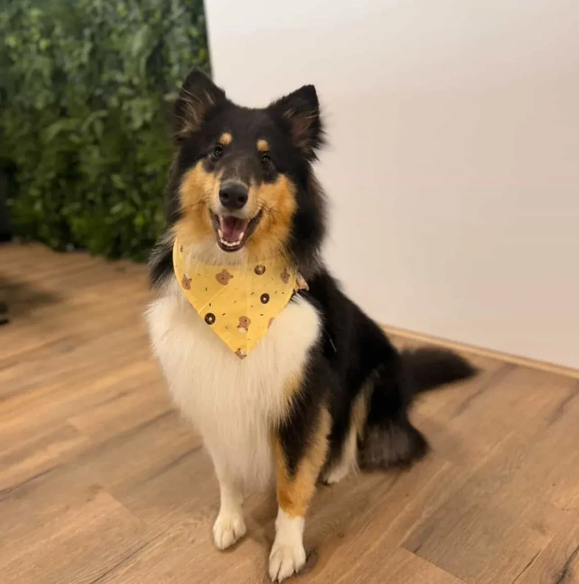 A tricolour sheltie in a yellow bandana