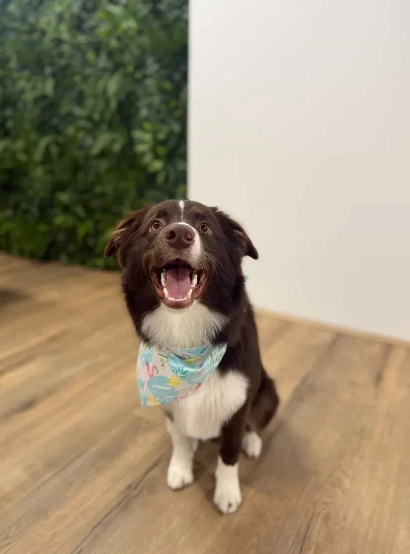 A border collie puppy in a floral bandana