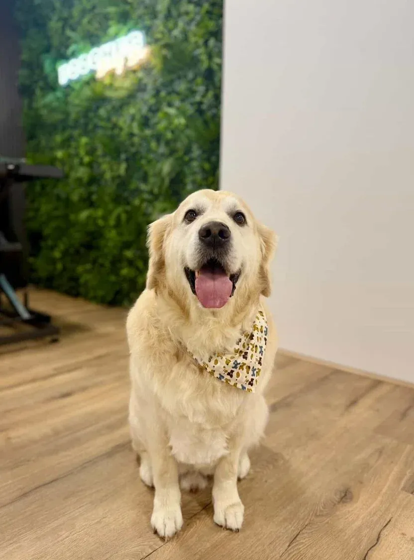 A golden retriever in a bone-print bandana