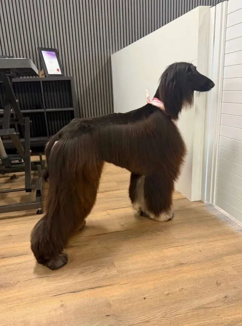 An afghan hound in profile, coat brushed silky