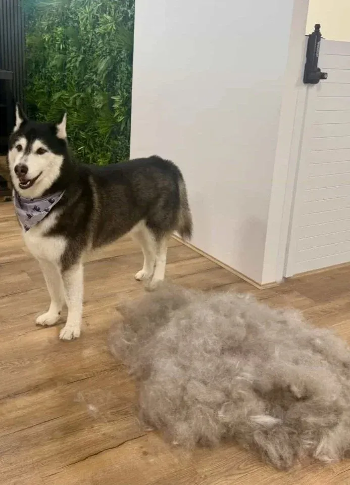 A husky standing beside the coat brushed out in its de-shed