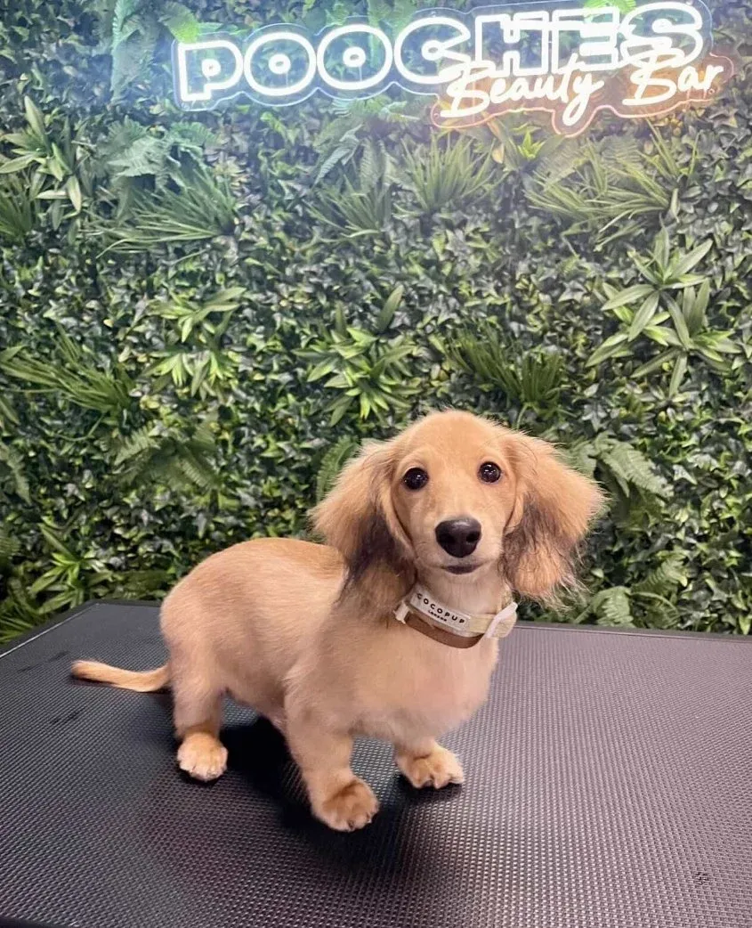 A dachshund puppy on the grooming table
