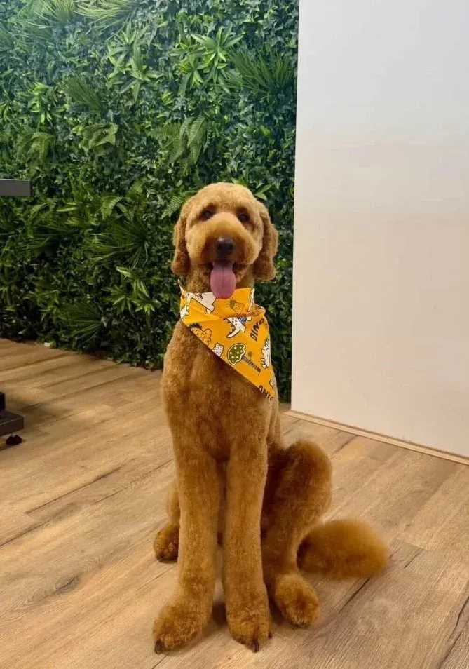 A red goldendoodle in an orange bandana