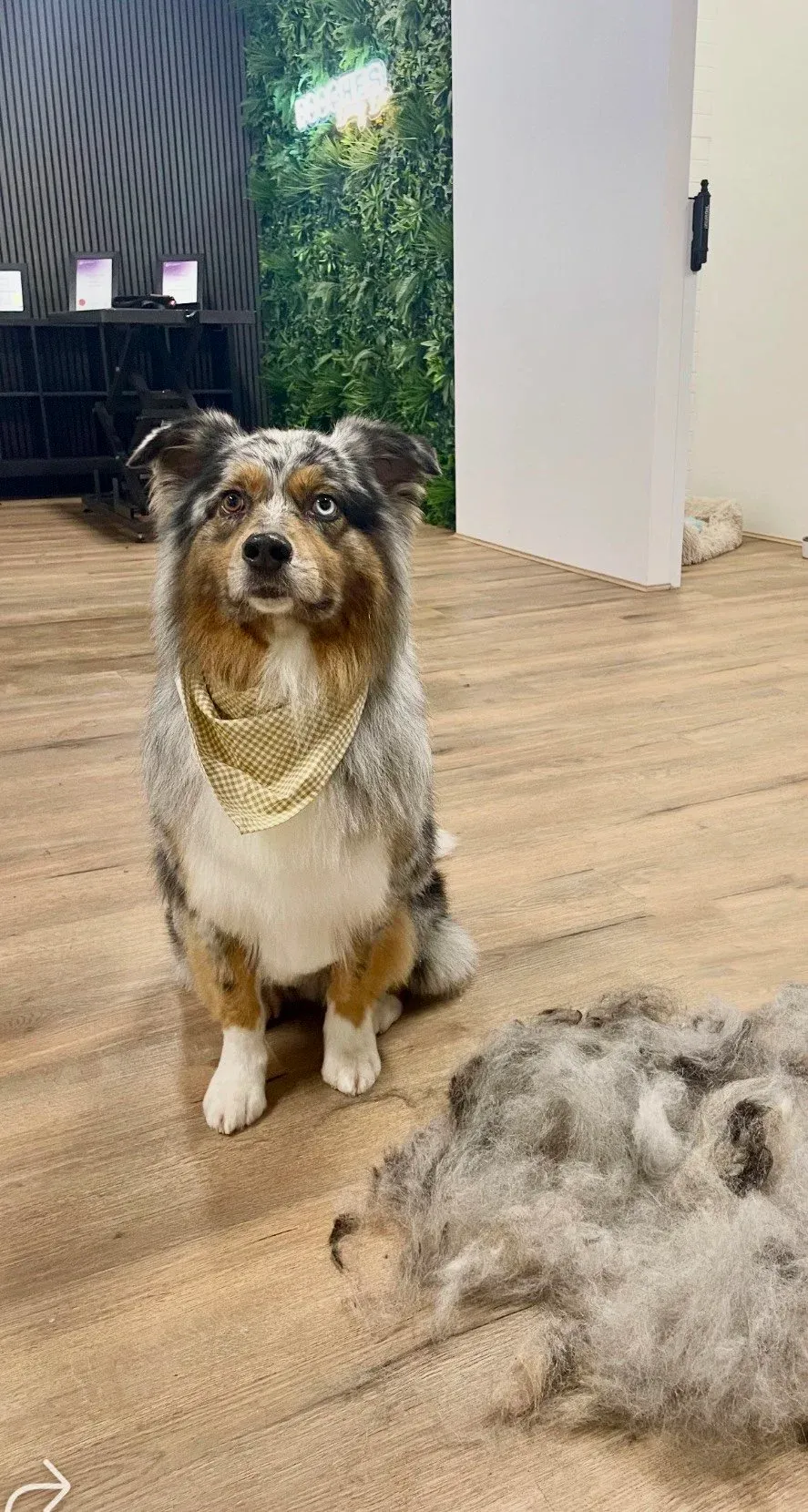 An australian shepherd beside the coat brushed out in its de-shed