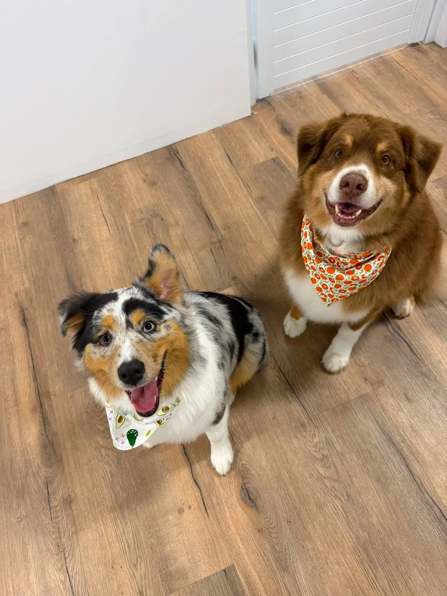 Two freshly groomed dogs looking up at the camera