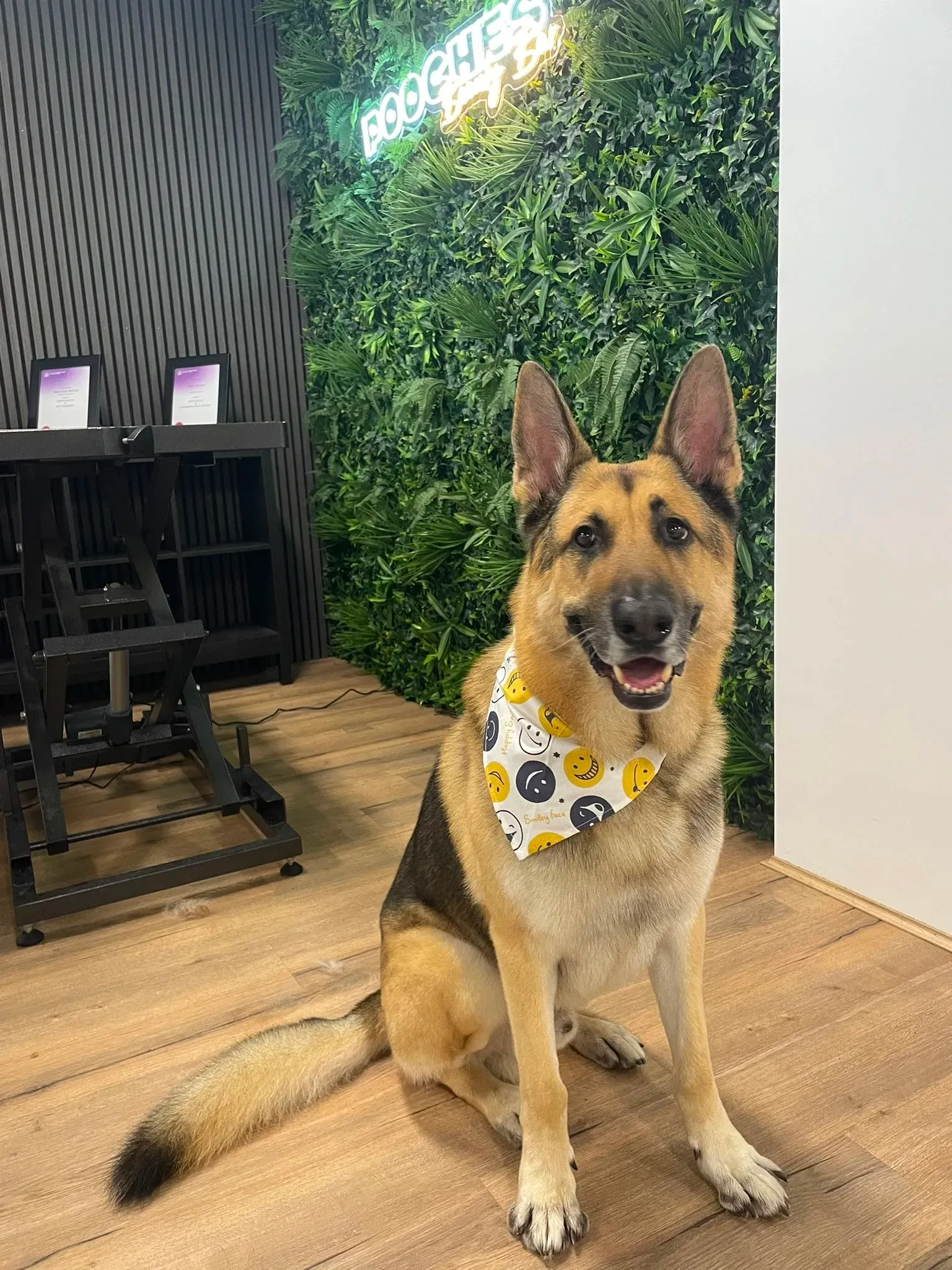 A german shepherd in a smiley-face bandana