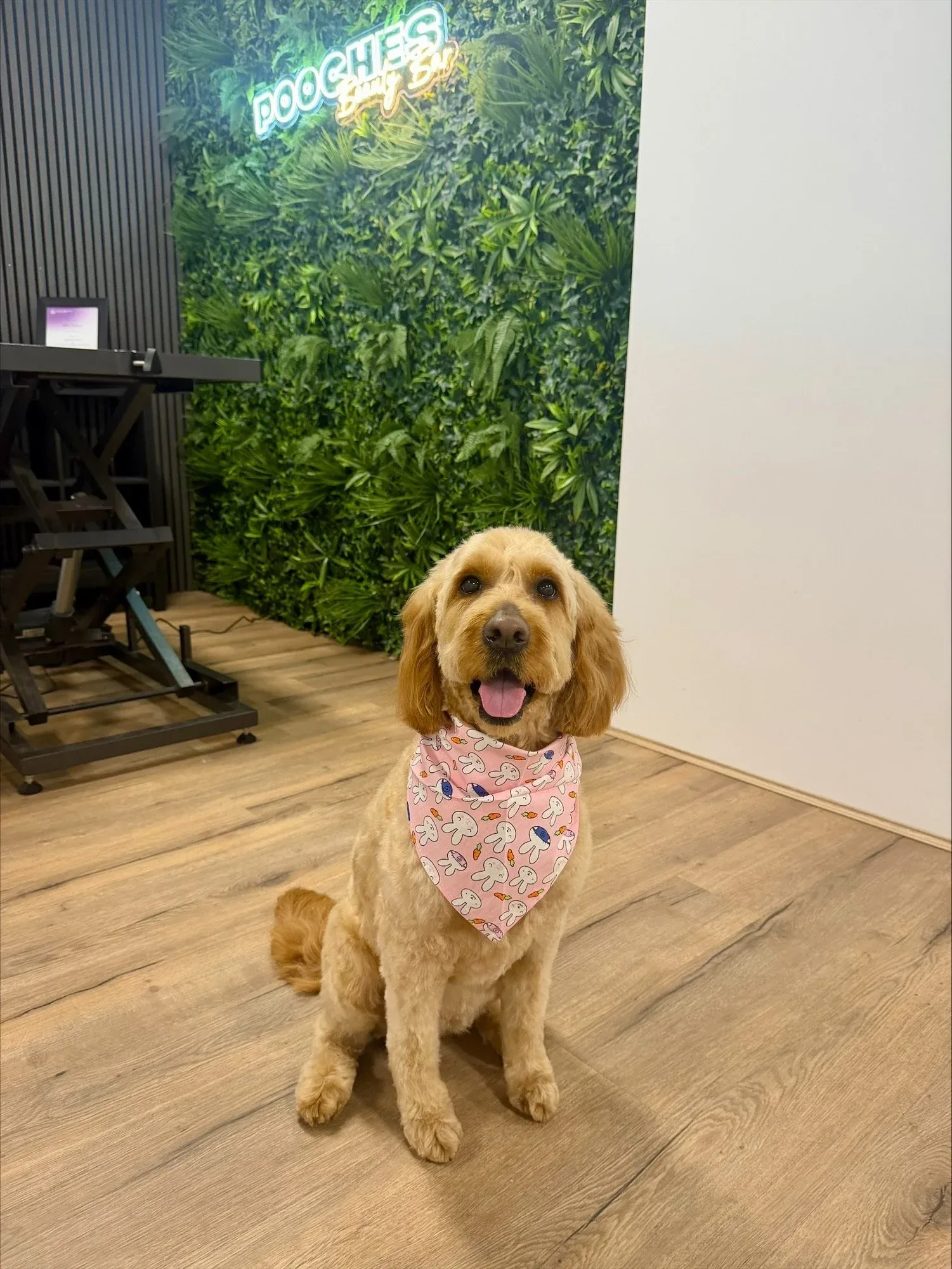 A goldendoodle in a bunny bandana