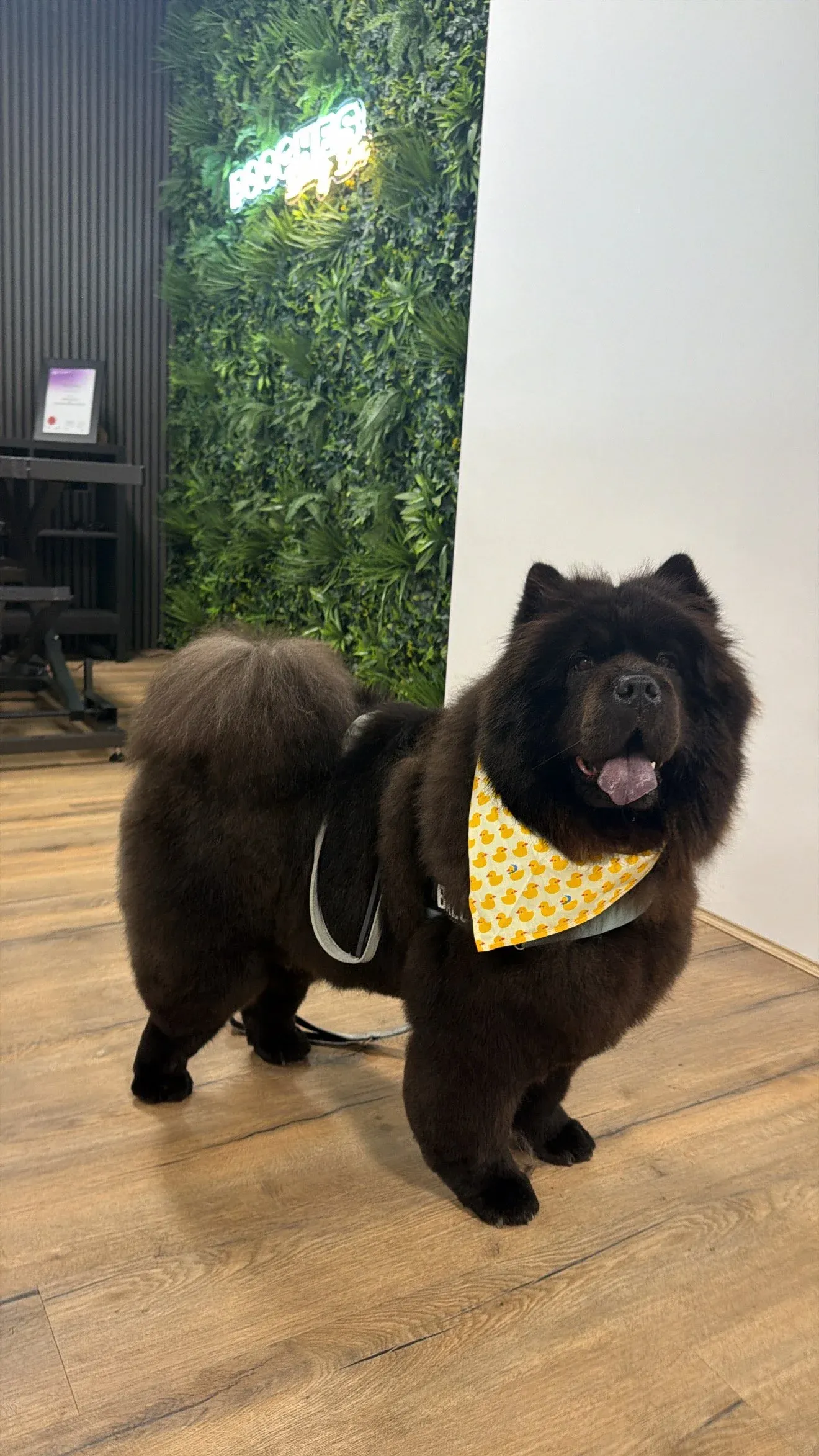 A chow chow in a duck-print bandana after a full groom