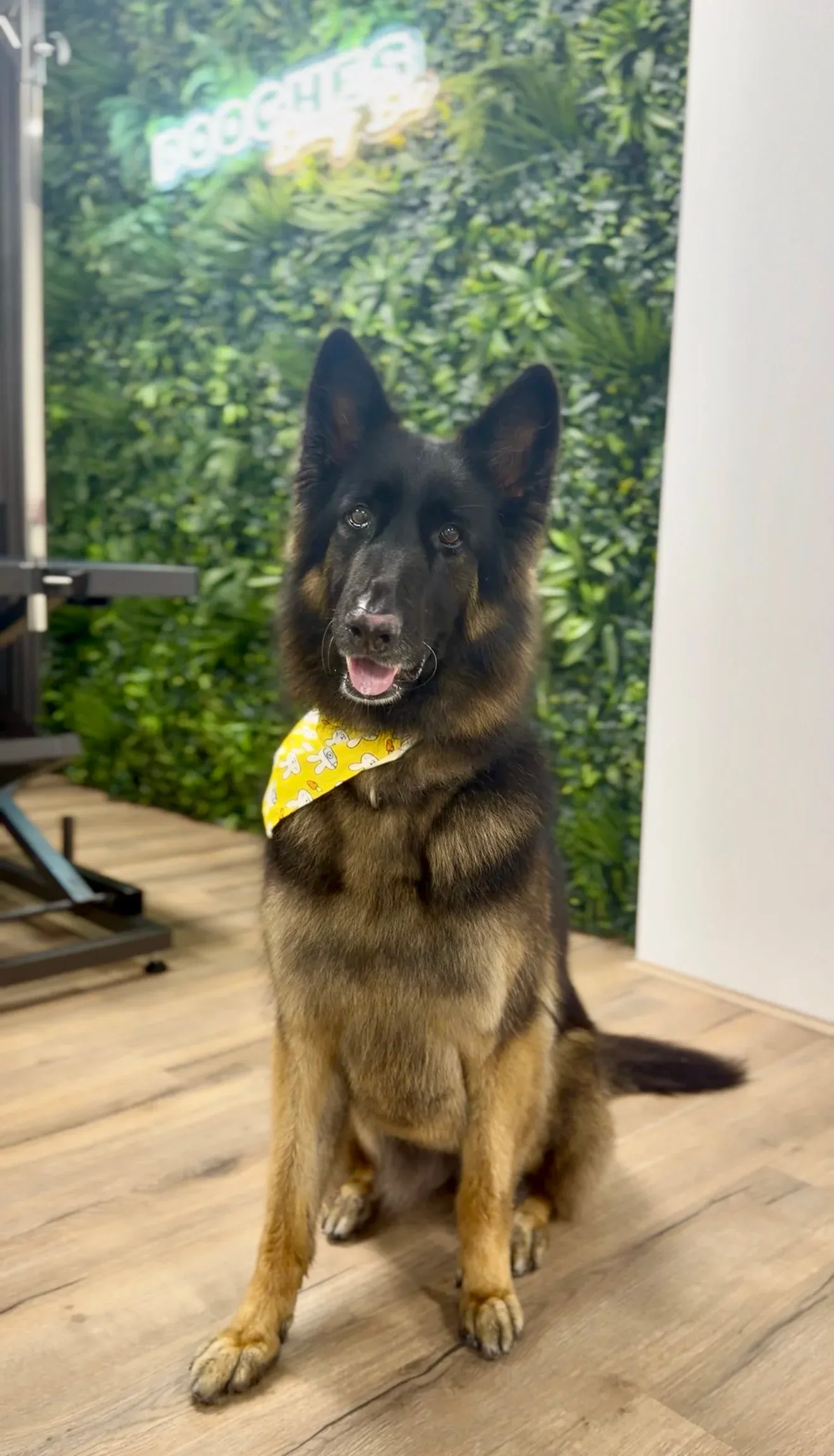 A german shepherd in a bunny bandana
