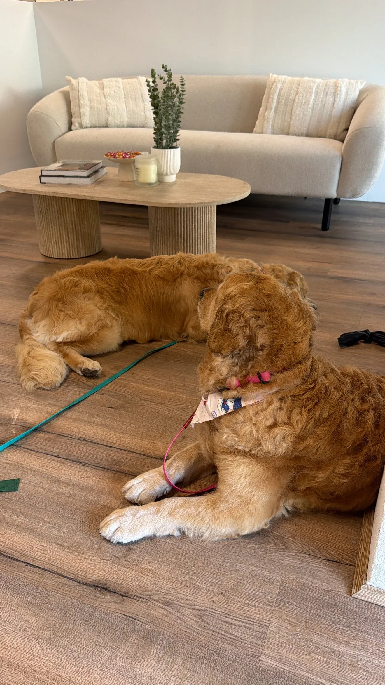 Two golden retrievers lying on the salon floor