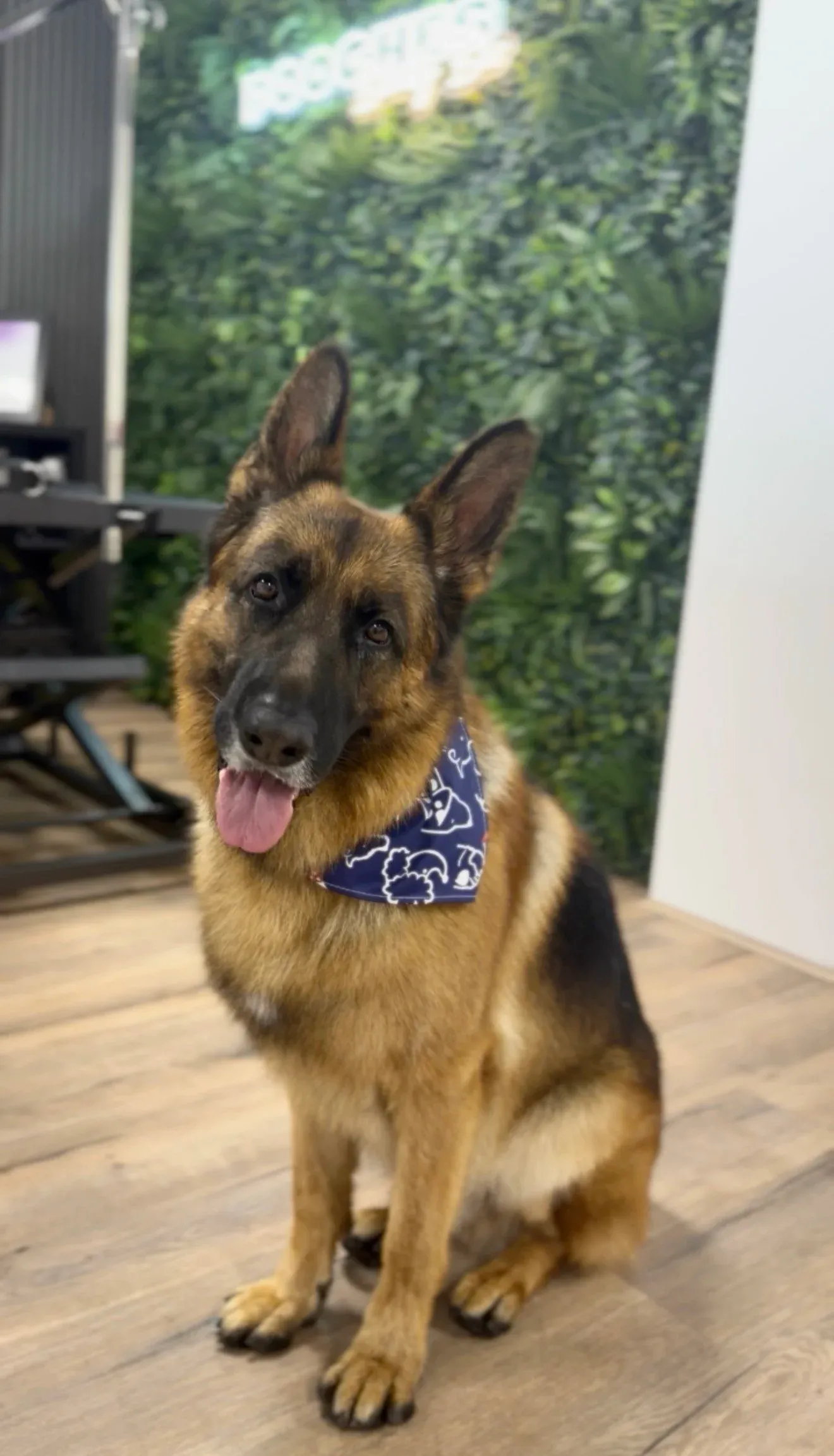 A german shepherd in a blue bandana