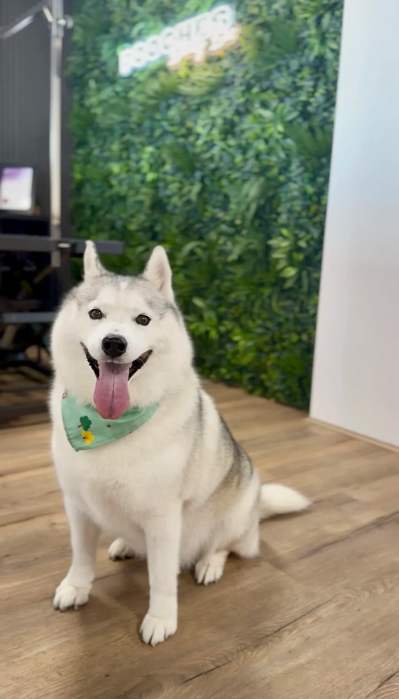 A husky in a green bandana, tongue out