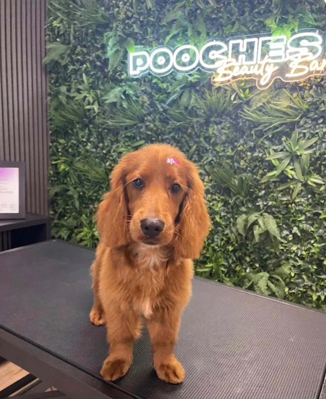 A red cocker spaniel puppy on the grooming table