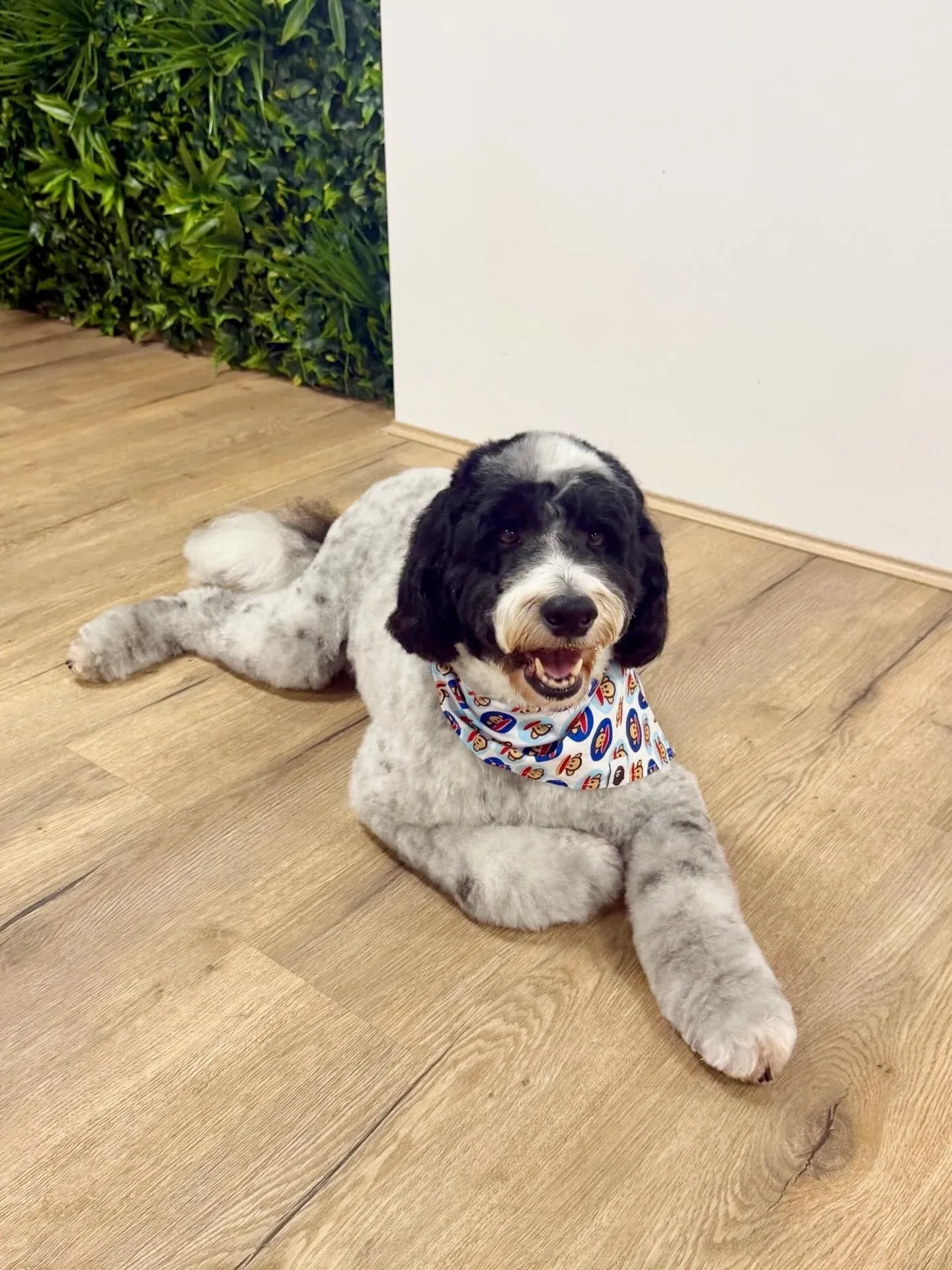 A bernedoodle in a blue bandana lying down