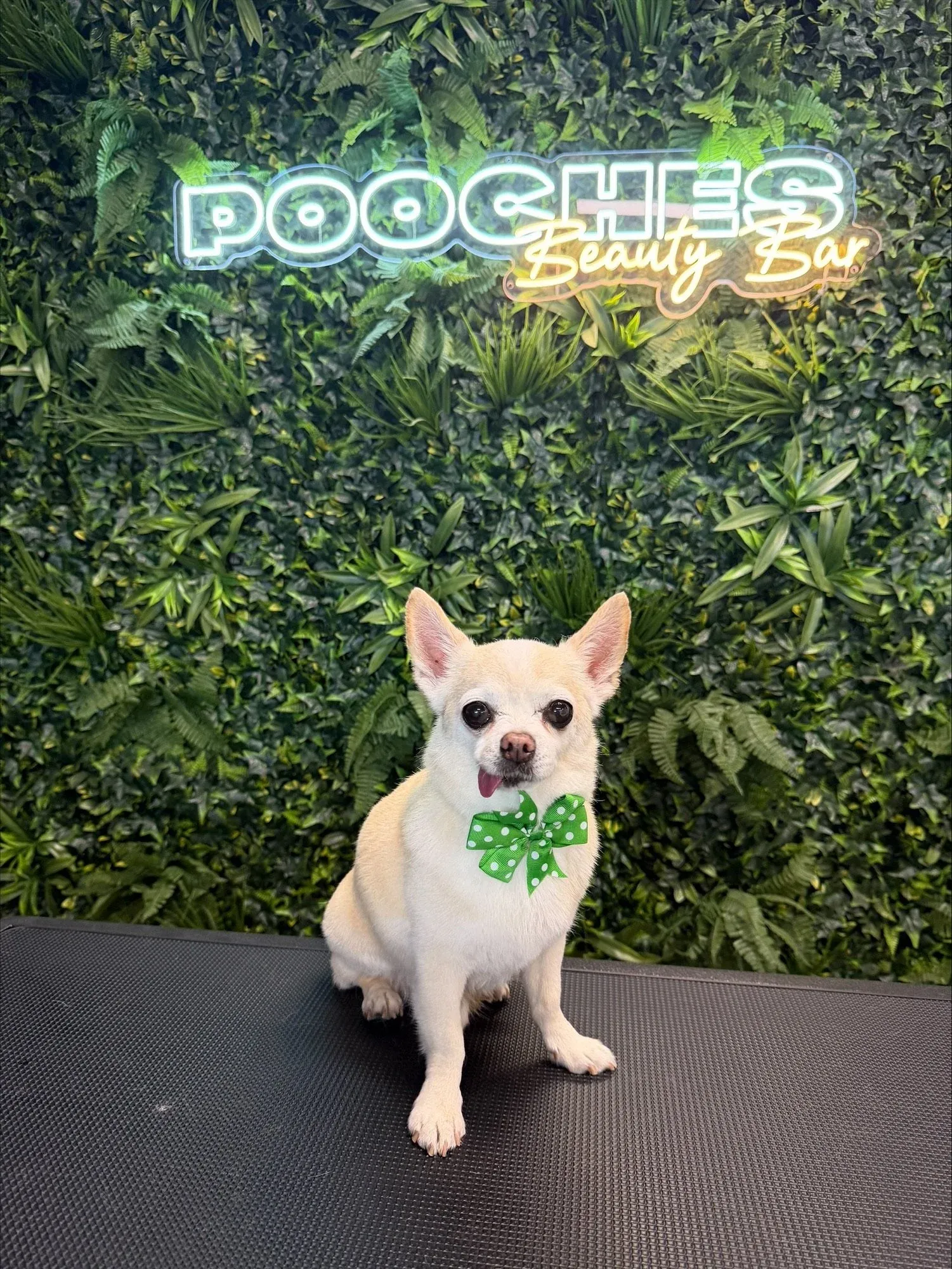 A cream chihuahua in a green bow