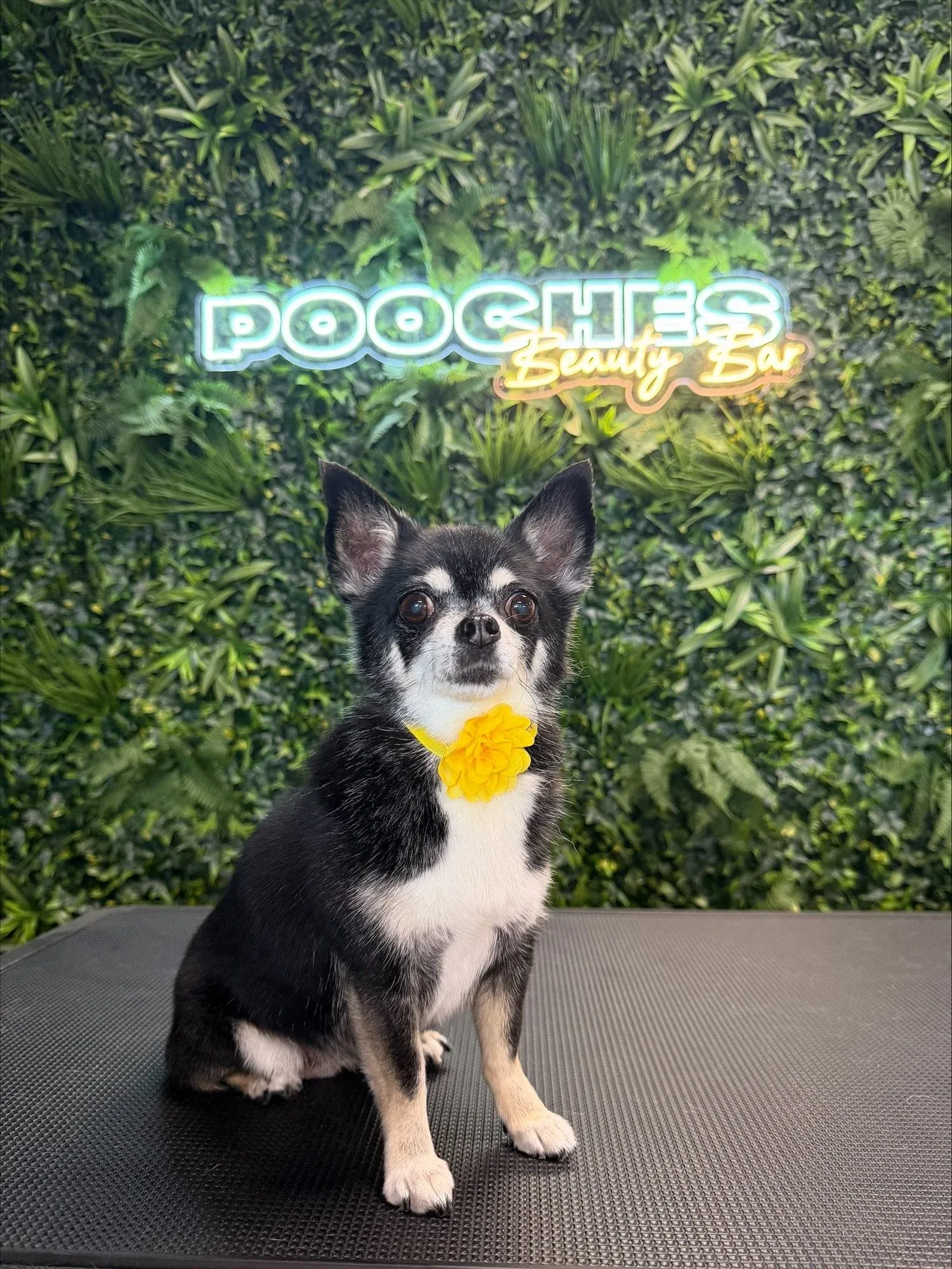 A black-and-tan chihuahua sitting neatly