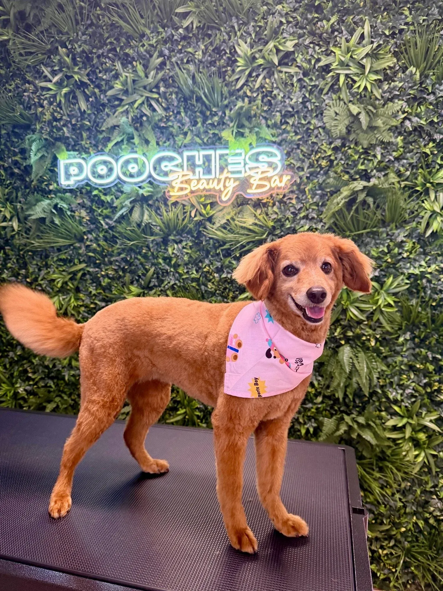 A red dog in a pink bandana
