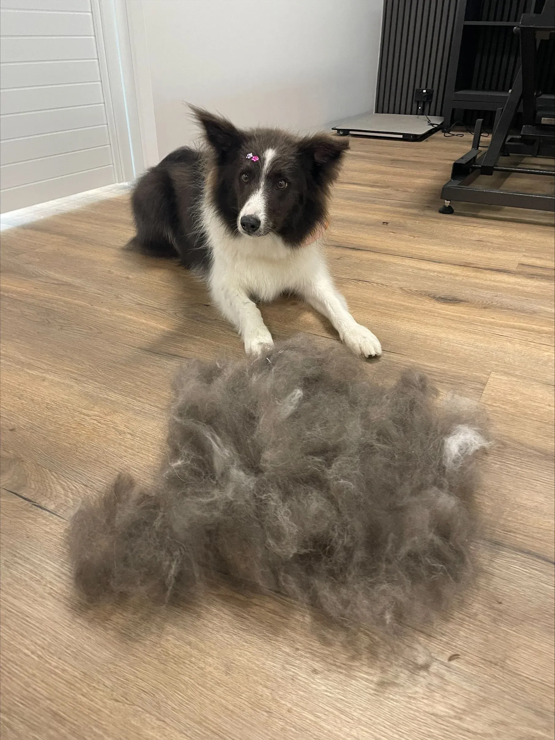 A border collie beside the coat brushed out in its de-shed