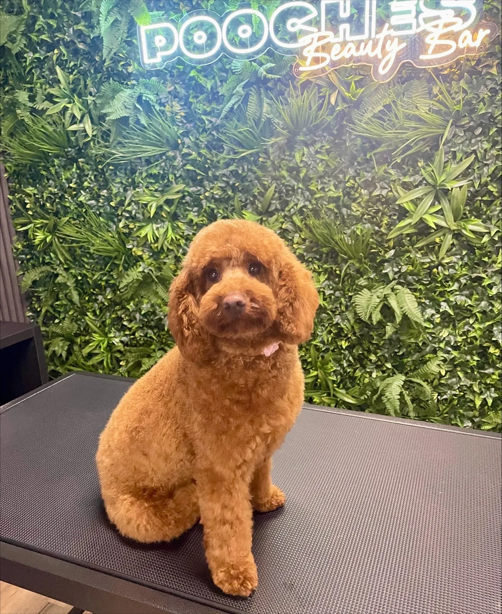 A red toy poodle sitting on the grooming table