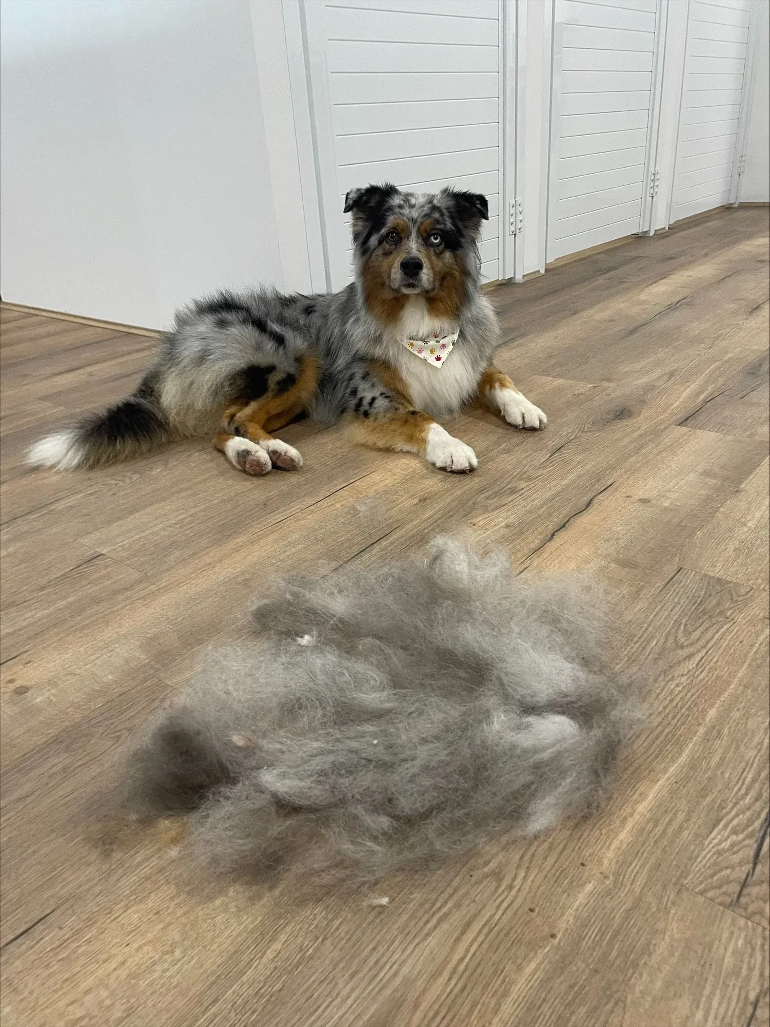 An australian shepherd beside the coat brushed out in its de-shed