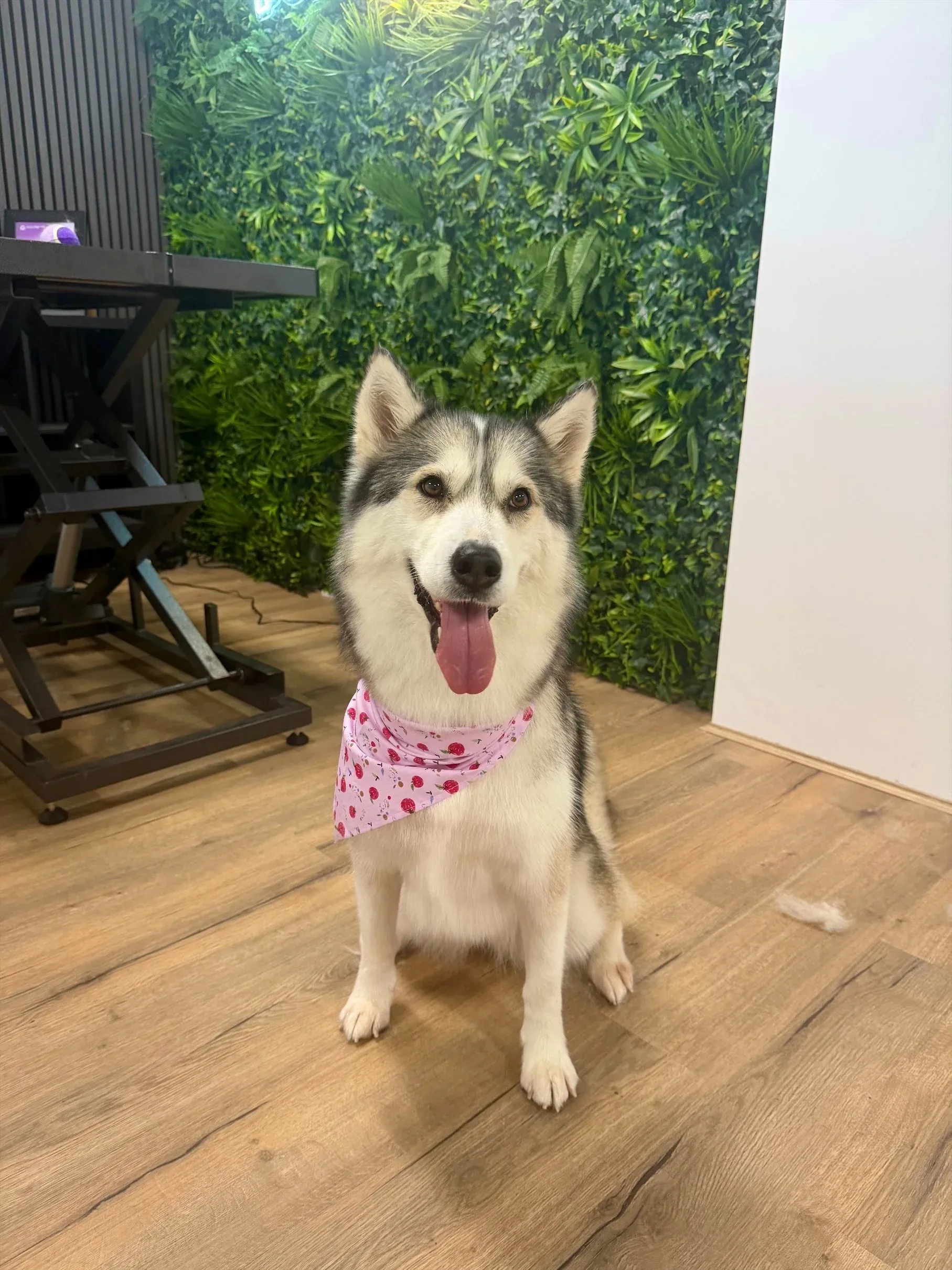 A husky in a pink bandana
