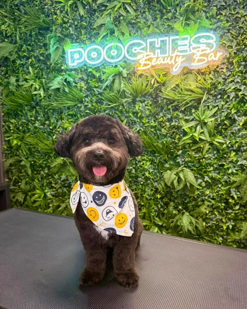 A freshly groomed black dog in a smiley-face bandana in front of the salon’s living wall